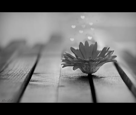 ROOM FOR MORE - love, hearts, photography, hope, bw, flower