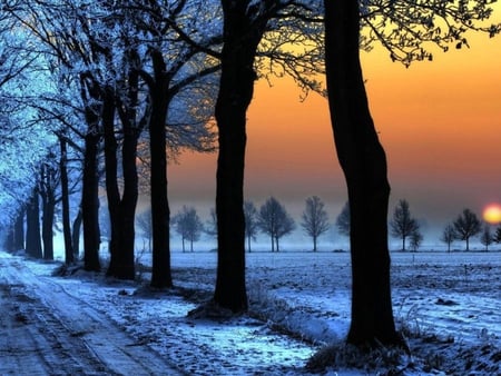 winter sunset - nature, trees, snow, blue, winter, sunset, lane