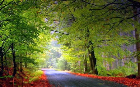 Morning drive - forest, road, sunlight, leaves, trees, green