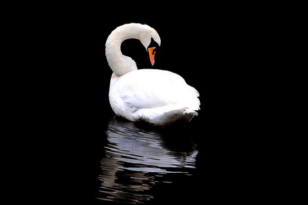 Singular reflection - white, swan, black, reflection, swim