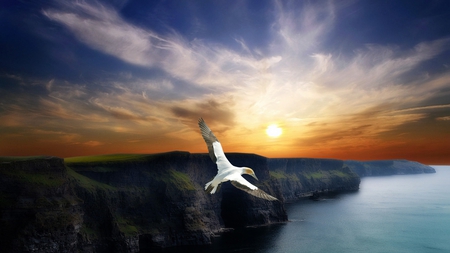 wing flight - seagull, sunset, sea, cliffs