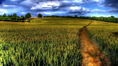 Sizing up the Landscape - fields, lush, beautiful, colorful, rich, ground level, hdr, low level