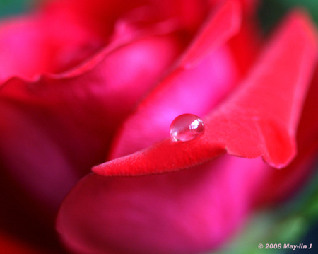 Precious Things - drop, rose, flower, petals, curls, pink, precious