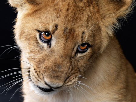 Cute Cub - face, cute, look, close up, longing, eyes, cub, lovely, lion