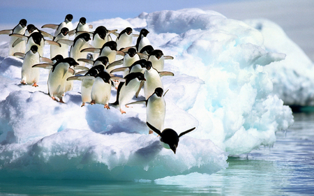 One by One.. - ice, penguins, dive, one by one, cute, ocean