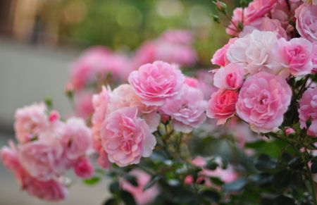 Fragrant Pink Roses - fragrant, pretty, roses, pink, beautiful, bush, lovely