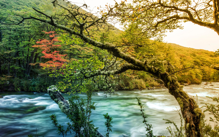 The Wild River - beauty, sky, trees, peaceful, water, mountains, view, river, green, tree, landscape, lovely, nature, woods, forest, wild, beautiful, leaves, splendor, colors