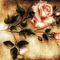 ROSE PATTERN
