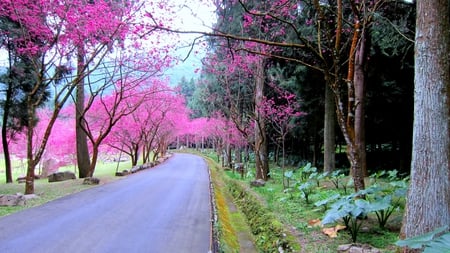 Sakura flower trail for dear carmen - trail, flower, sakura, forest