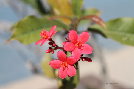 red set - abu dhabi, nice, flower, red