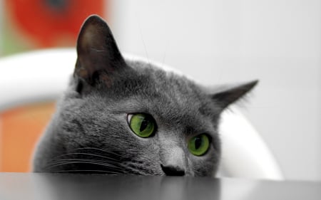 Green Eyes - face, cat, eyes, green, cute, curious