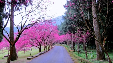 Sakura flower trail for dear Cherie - blooming, trail, sakura, beautiful, flowers