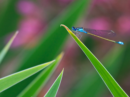 Blue Dragonfly - blades of grass, bokeh, blue, dragonfly