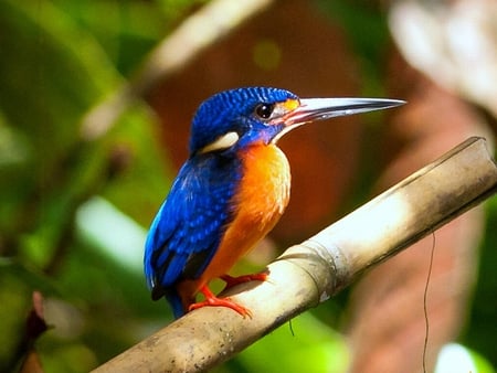 Kingfisher - colors, picture, kingfisher, beautiful