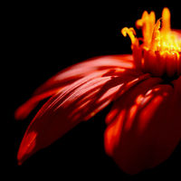 Red Flower HD