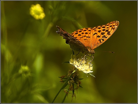 Butterfly on Flower