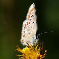 Beautiful-Butterfly