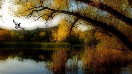 Autumn Flight - mallard, duck, trees, reflection, fall, autumn, flight, shade, lake, color