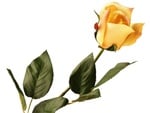 Yellow Rose of Friendship for my Forever Friend Riz