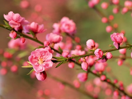 à¹‘à¹‘à¹‘ Cherry blossom à¹‘à¹‘à¹‘ - beautiful, blossom, life, forever, fresh, deep pink, cherry, wonderful, nature, atmosphere, flowers, spring, love, warmth, garden, sunny, new, green, sunshine