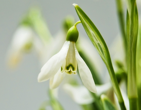 Snowdrops - spring, white, snowdrop, flower