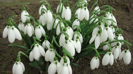 Snowdrops - spring, white, snowdrop, flower