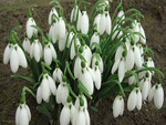 Snowdrops