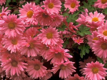 Pink flowers - flowers, cute, hd, pink