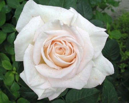 White rose - hd, rose, white, flower