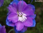 A lovely purple blue Delphinium.