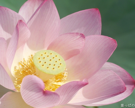 Pink flower with yellow center - center, yellow, cute, hd, flower, pink