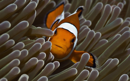 clownfish in reef - clownfish, white, reef, brown