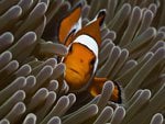 clownfish in reef