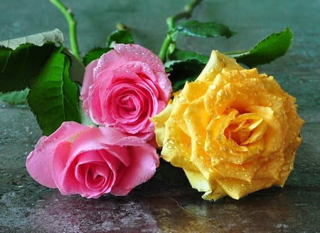 Roses - bouquet, flower, rose, rain