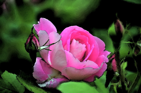 Bright bloom - pink, green, leaves, rose, garden, bud