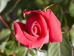 Small Red Rose