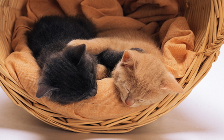 Cute Kittens for Monica (StrangelAngel) - kittens, beautiful, basket, cute, black, blanket, ginger