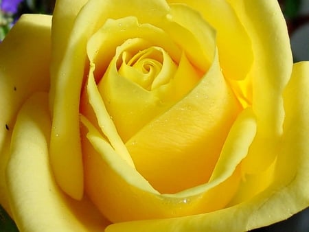 A  yellow Rose - yellow, joy, peace, lovey