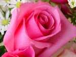 A Pink Rose