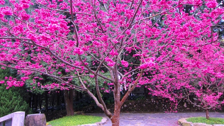 Blooming sakura tree for dear plume - blooming, tree, gorgeous, sakura