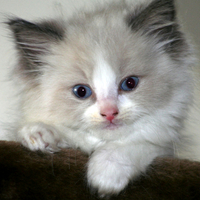 cute kitty