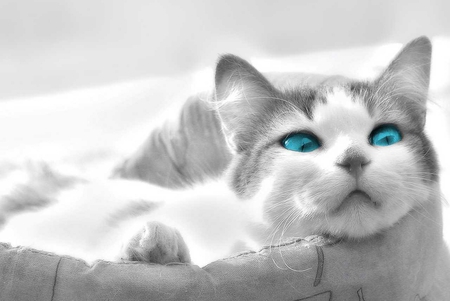 magic blue eyes - pretty, fantastic, amazing, stunning, animal, kitten, cats, nice, outstanding, beautiful, sweet, cat, basket, wonderful, awesome, skyphoenixx1, cute, adorable, animals, kitty