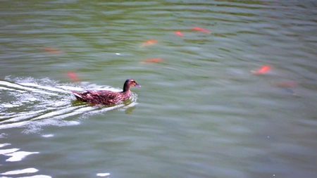 Lake - duck, gold fish, lake, lovely