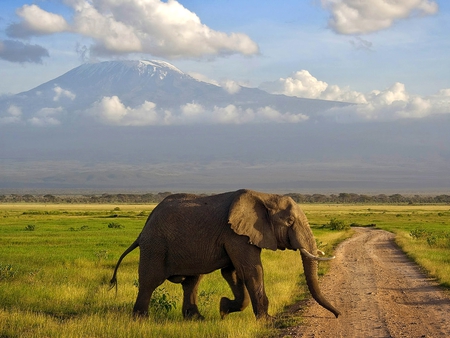 Wild Elephant - elephant, picture, cool, wild