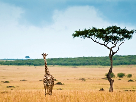 Wild Giraffe - picture, cool, wild, giraffe