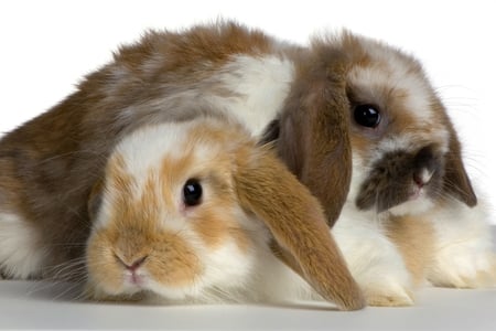 Cute Rabbits - cute, rabbits, picture, cool