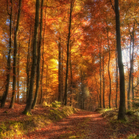 Golden autumn trees.