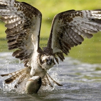 Fishing Eagle