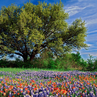 Live Oak Among Texas Paintbrush and Bluebonnets, Texas.