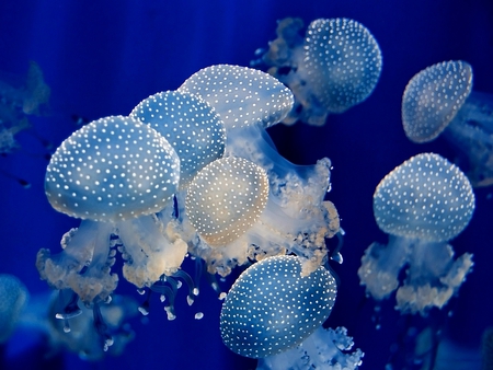 Jellyfish - jellyfish, picture, cool, beautiful